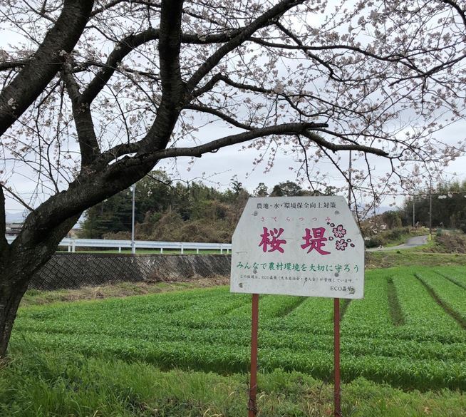 桜堤の風景