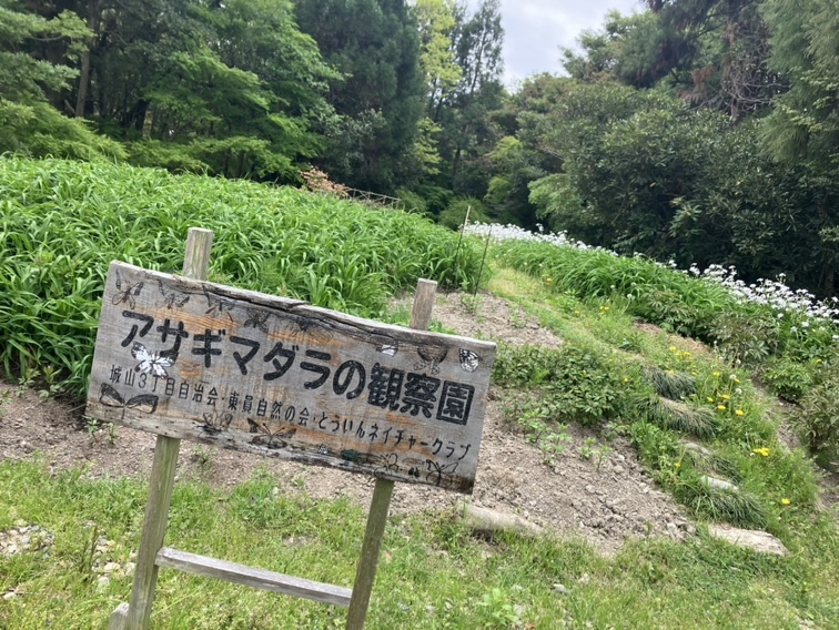 緑地帯の様子(3)