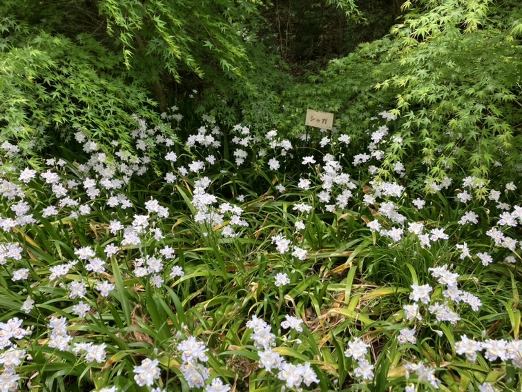 緑地帯の様子(6)
